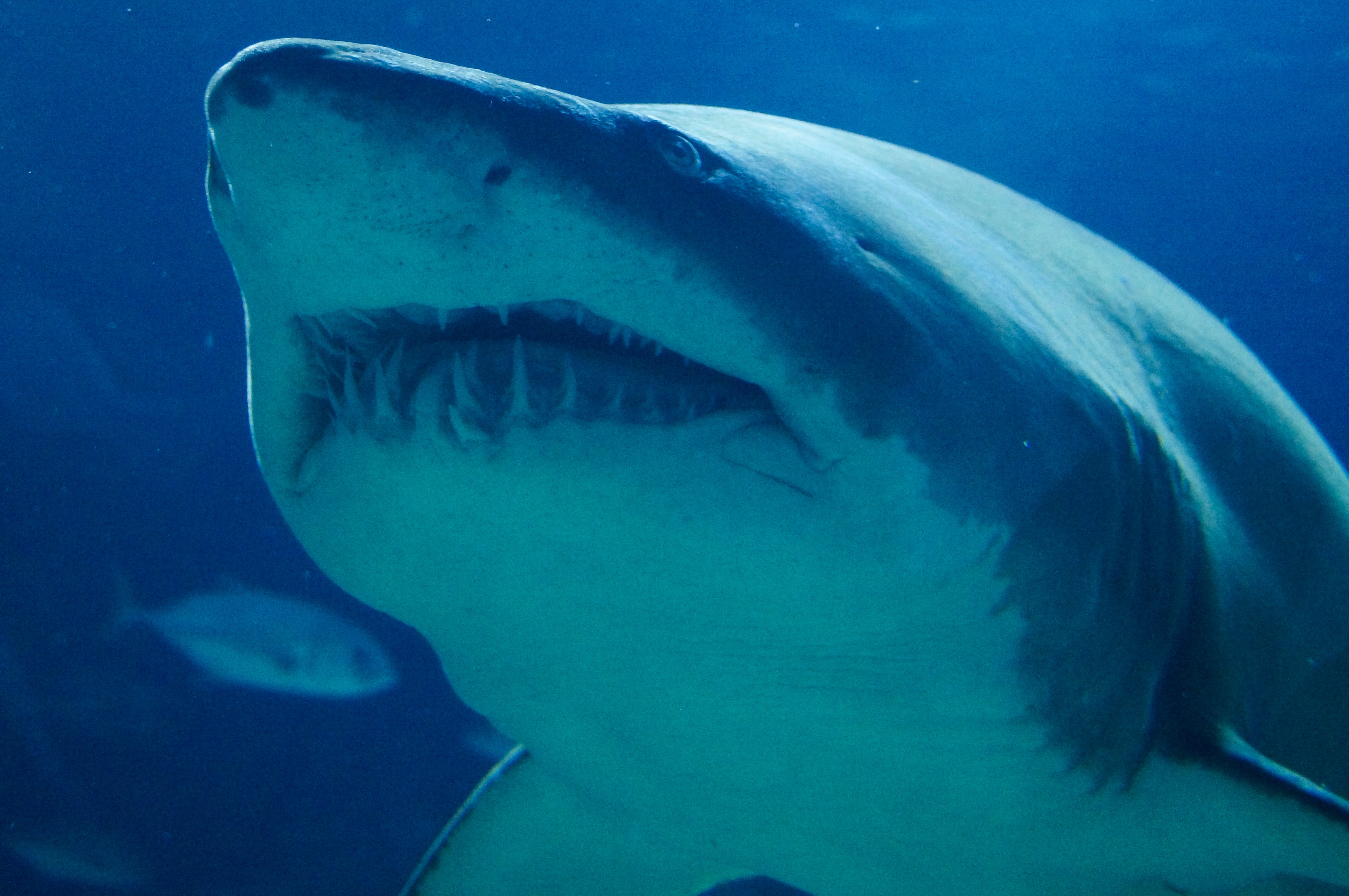 sand tiger shark