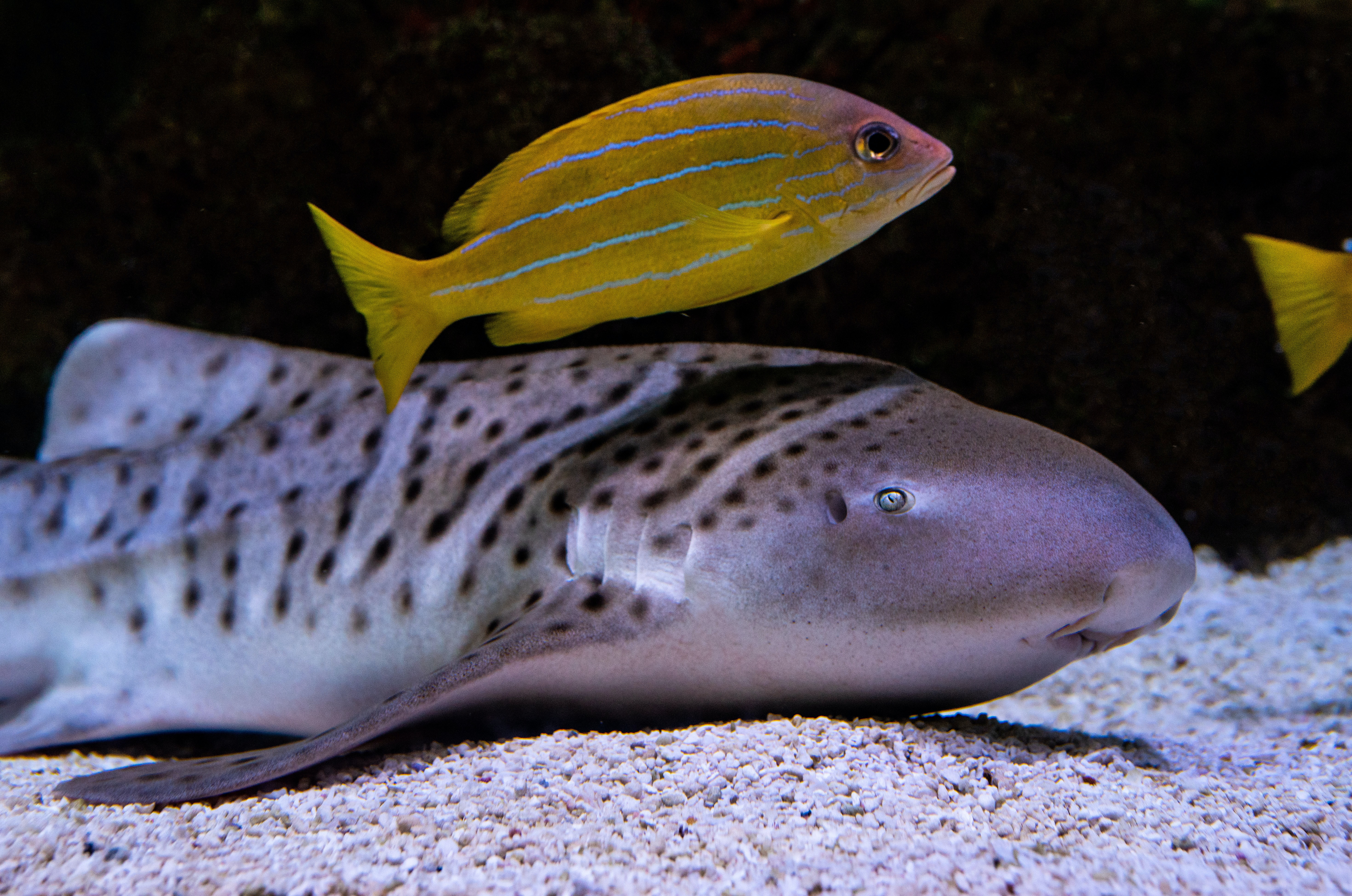 zebra shark