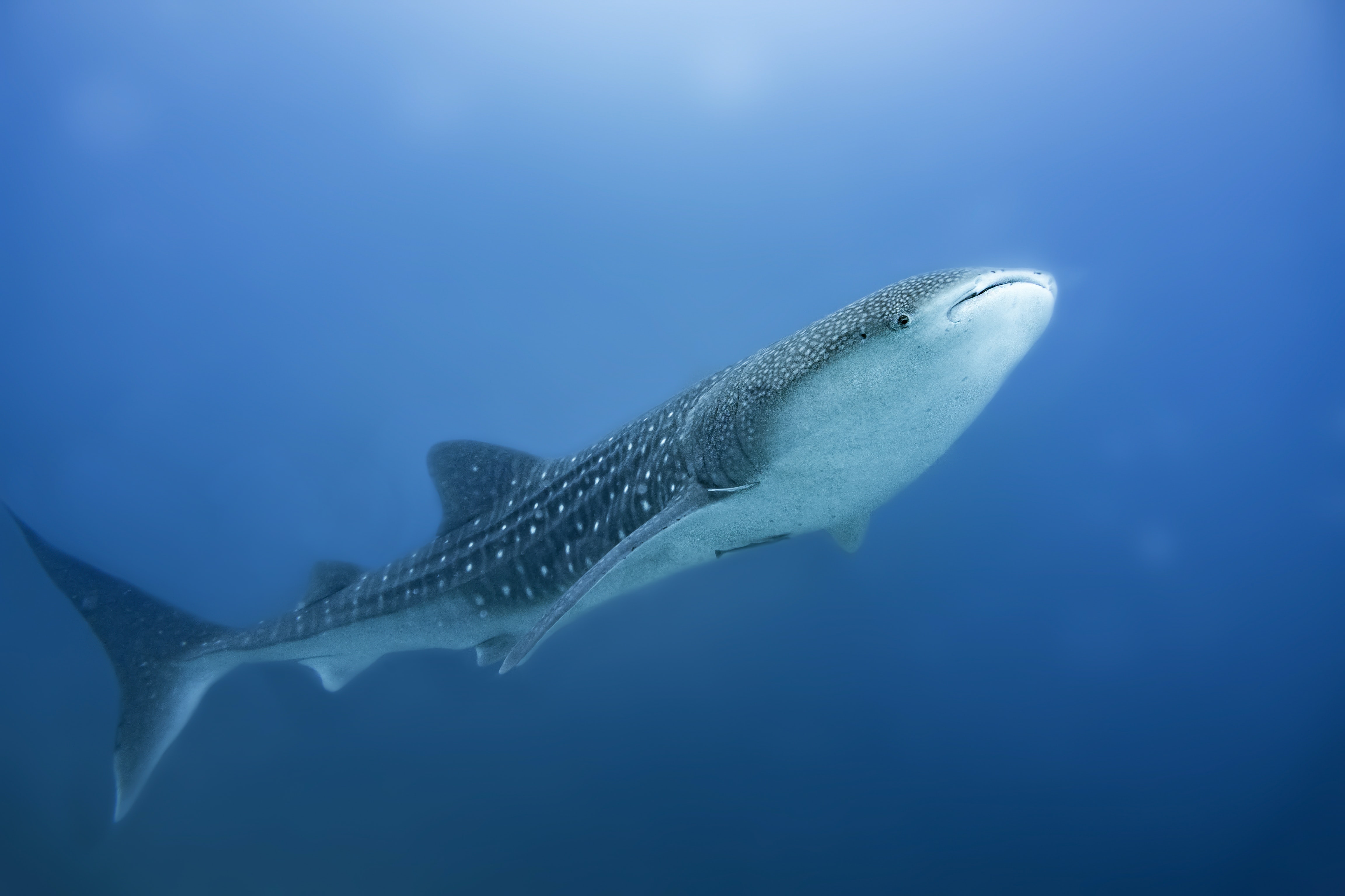 whale shark