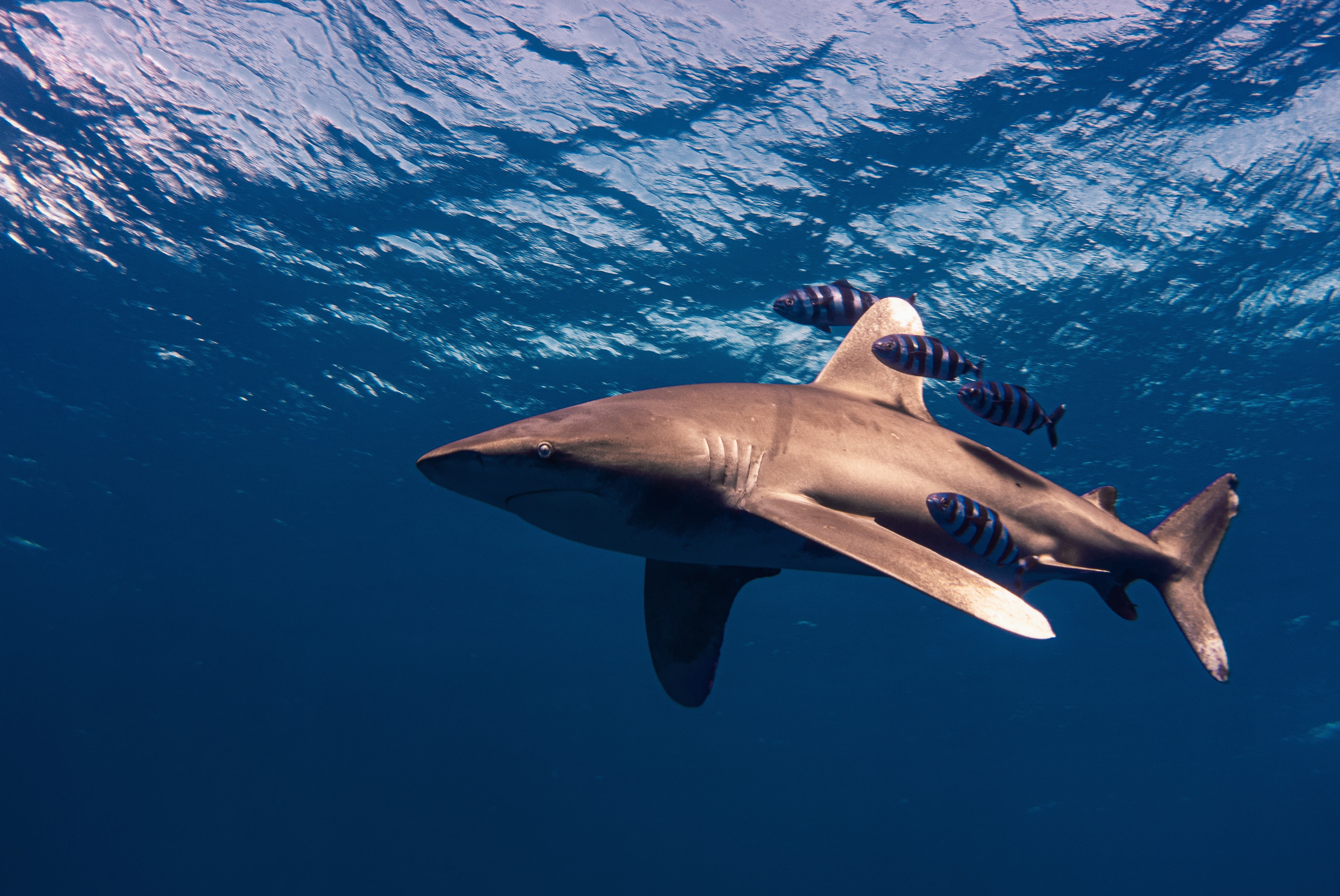 oceanic white tip